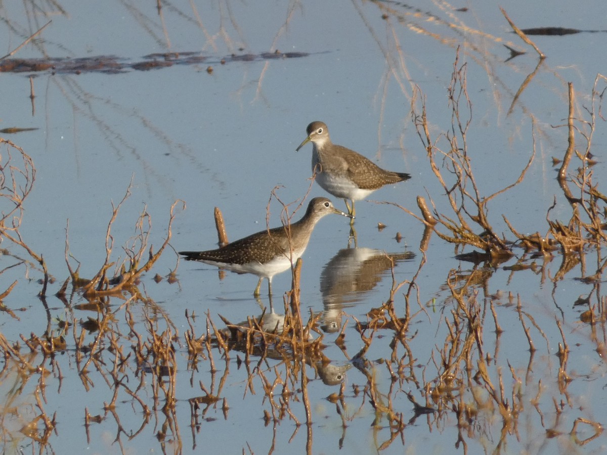 Solitary Sandpiper - Steven C and Emily B