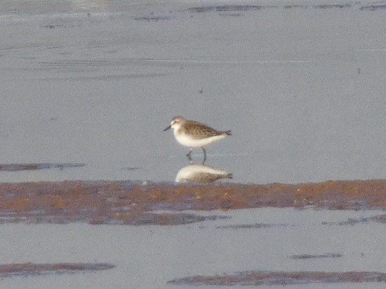 Semipalmated Sandpiper - Steven C and Emily B