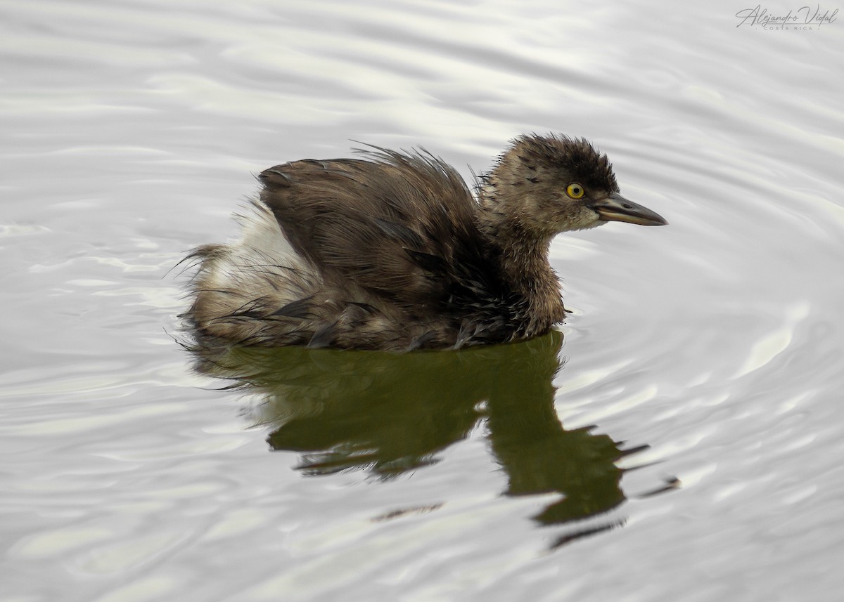 Least Grebe - ML623732311