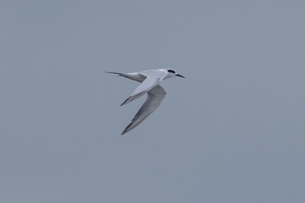 Forster's Tern - ML623732332