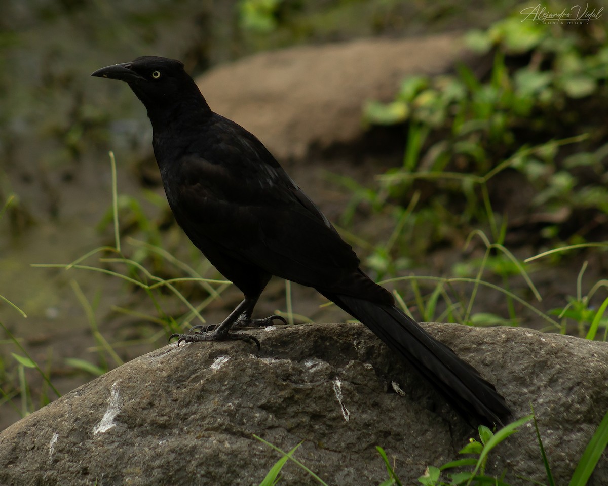 Great-tailed Grackle - ML623732334