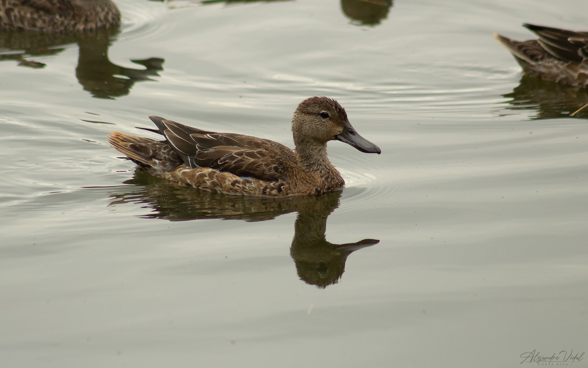 Blue-winged Teal - ML623732341