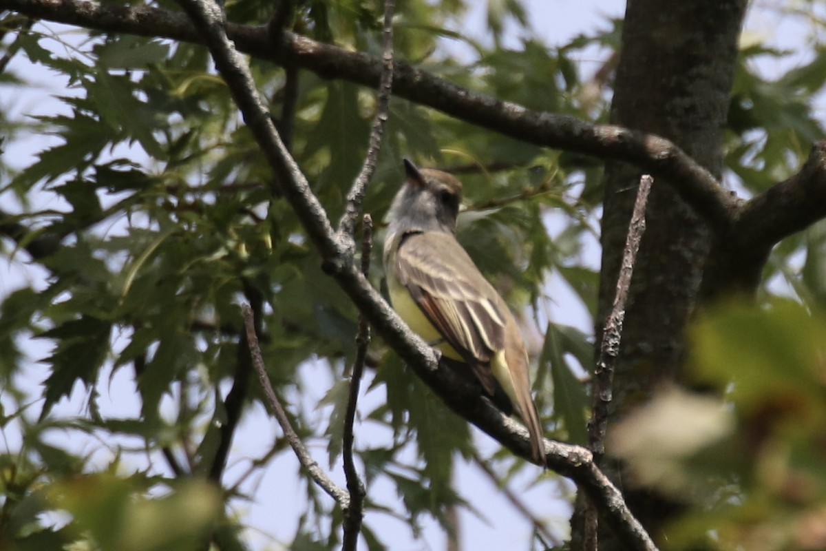 Great Crested Flycatcher - ML623732362