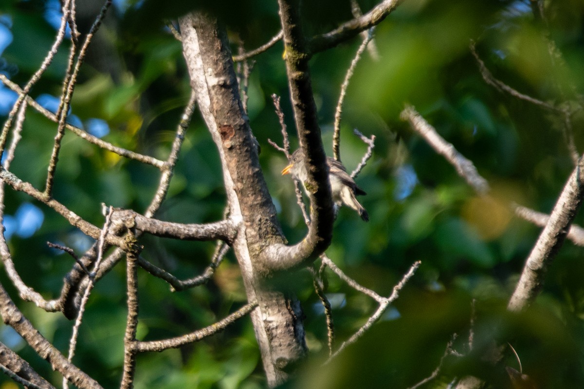 Pennsylvania Bird Atlas Checklist 14 Sep 2024 Lake Wynonah 66D12 D