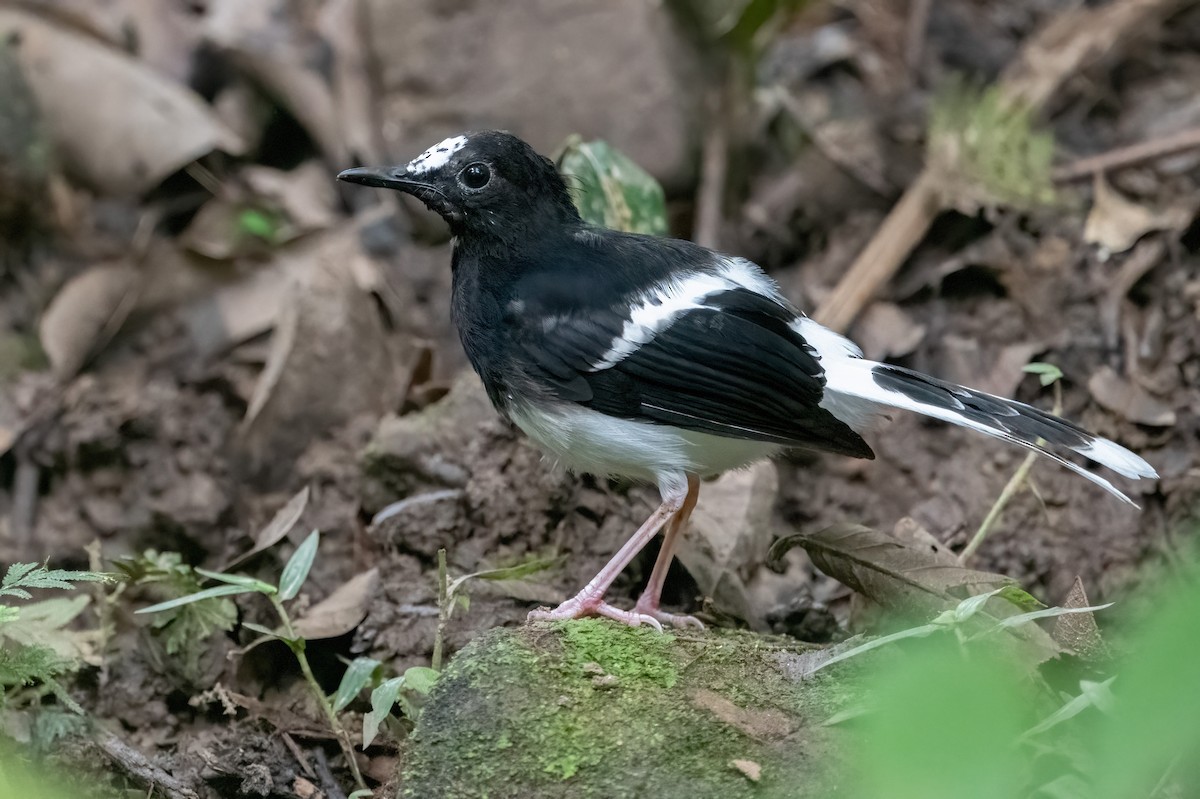 White-crowned Forktail - ML623732373