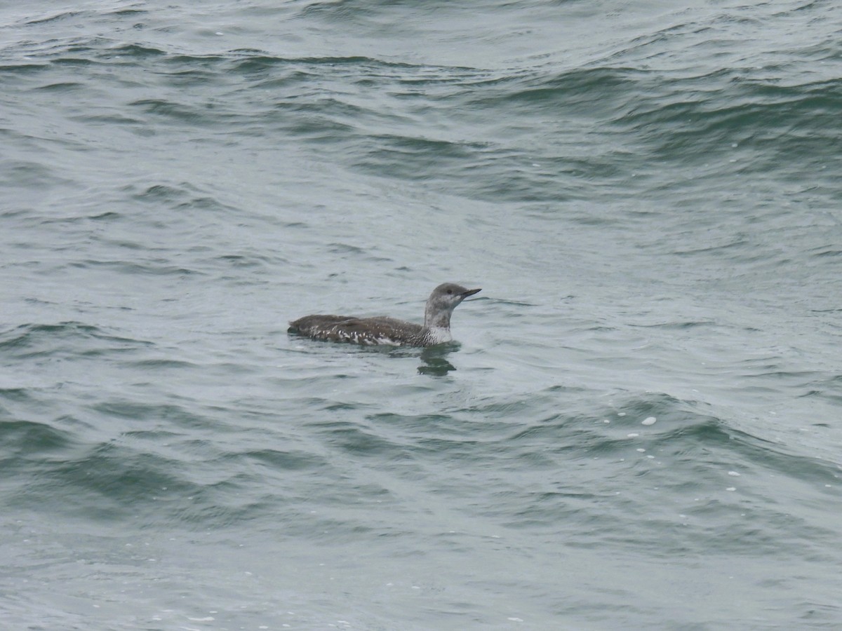 Red-throated Loon - ML623732391