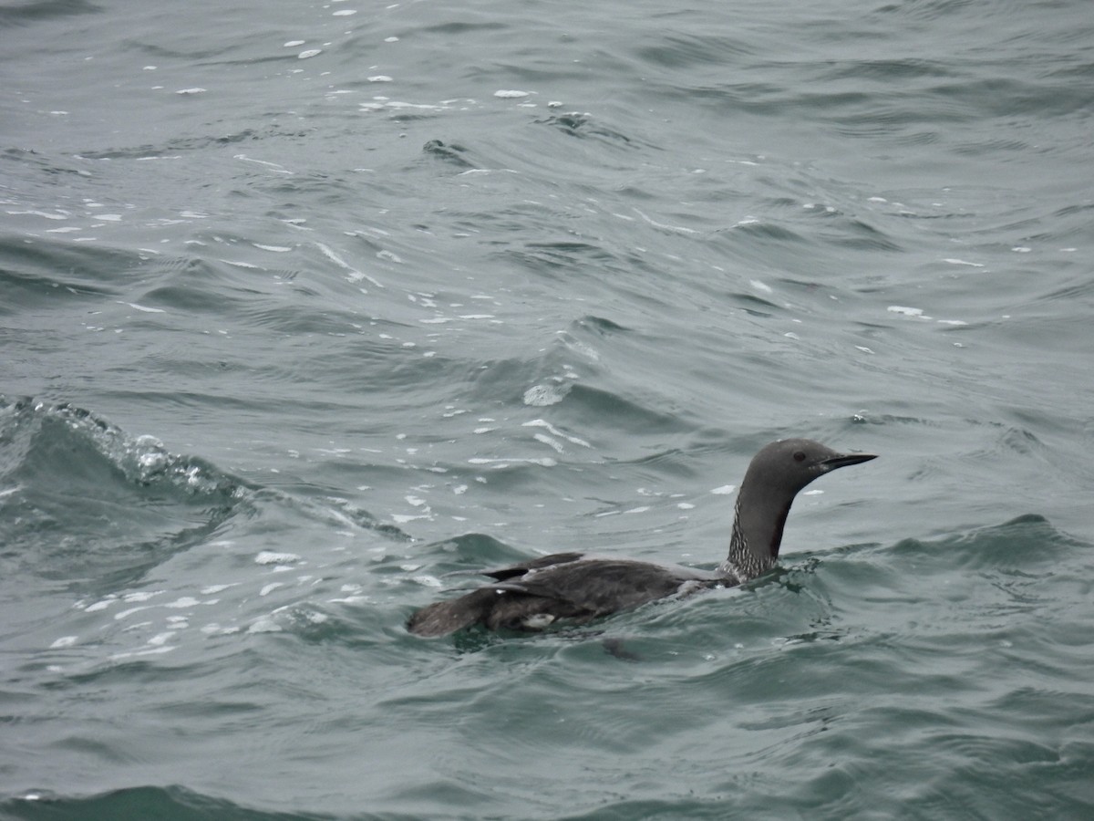 Red-throated Loon - Tina Toth