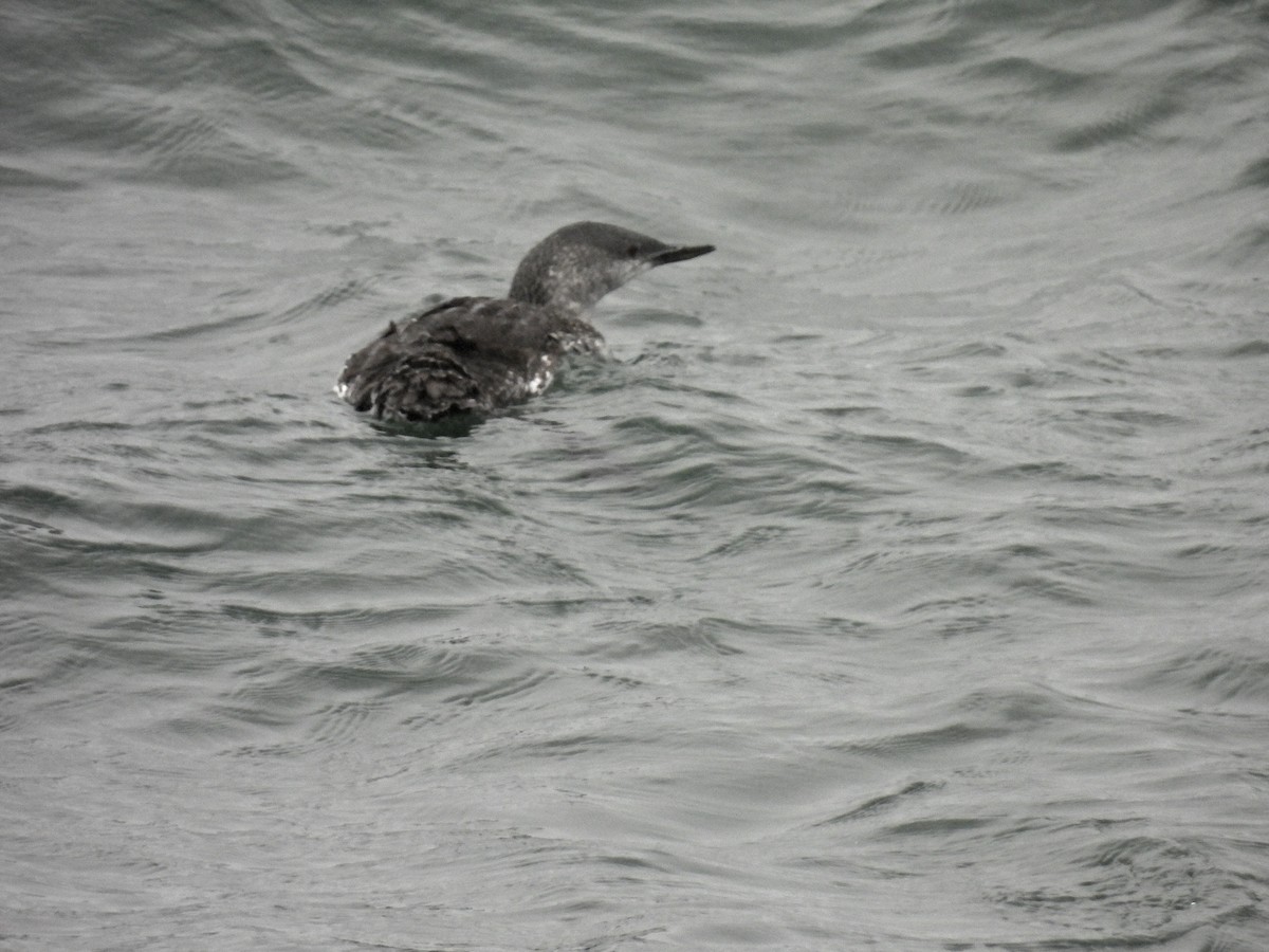 Red-throated Loon - ML623732393