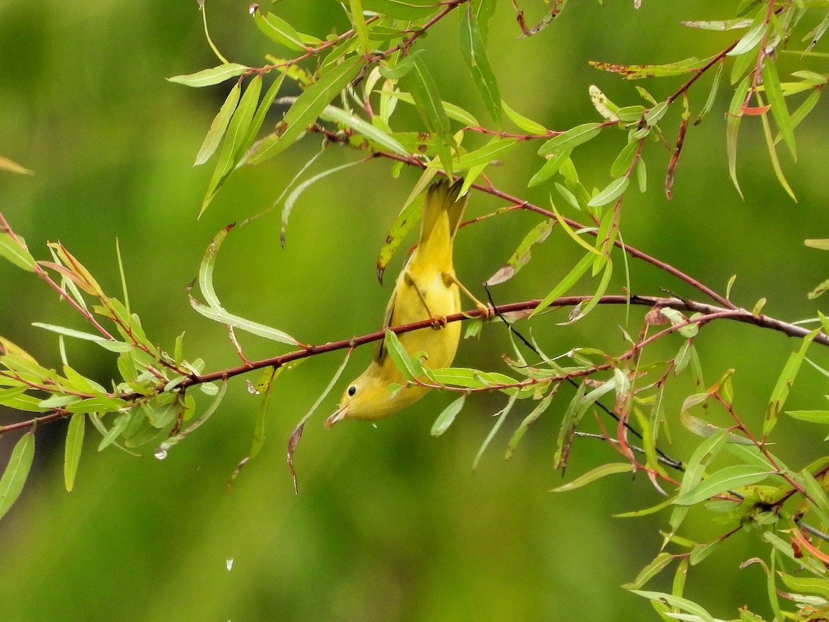 Yellow Warbler - ML623732421