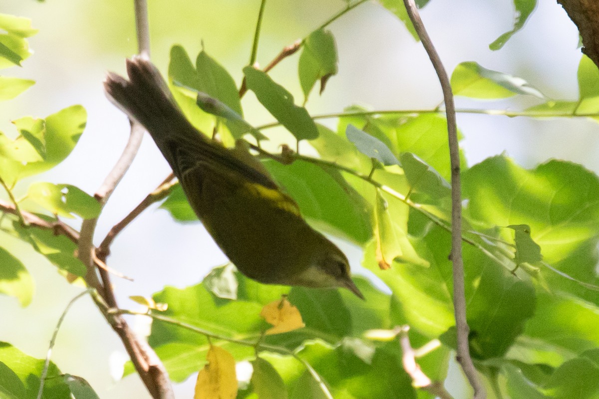 Lawrence's Warbler (hybrid) - ML623732433