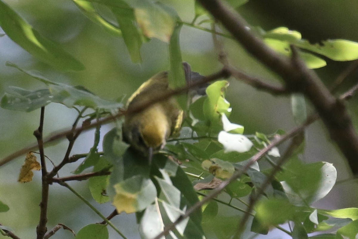 Lawrence's Warbler (hybrid) - ML623732434