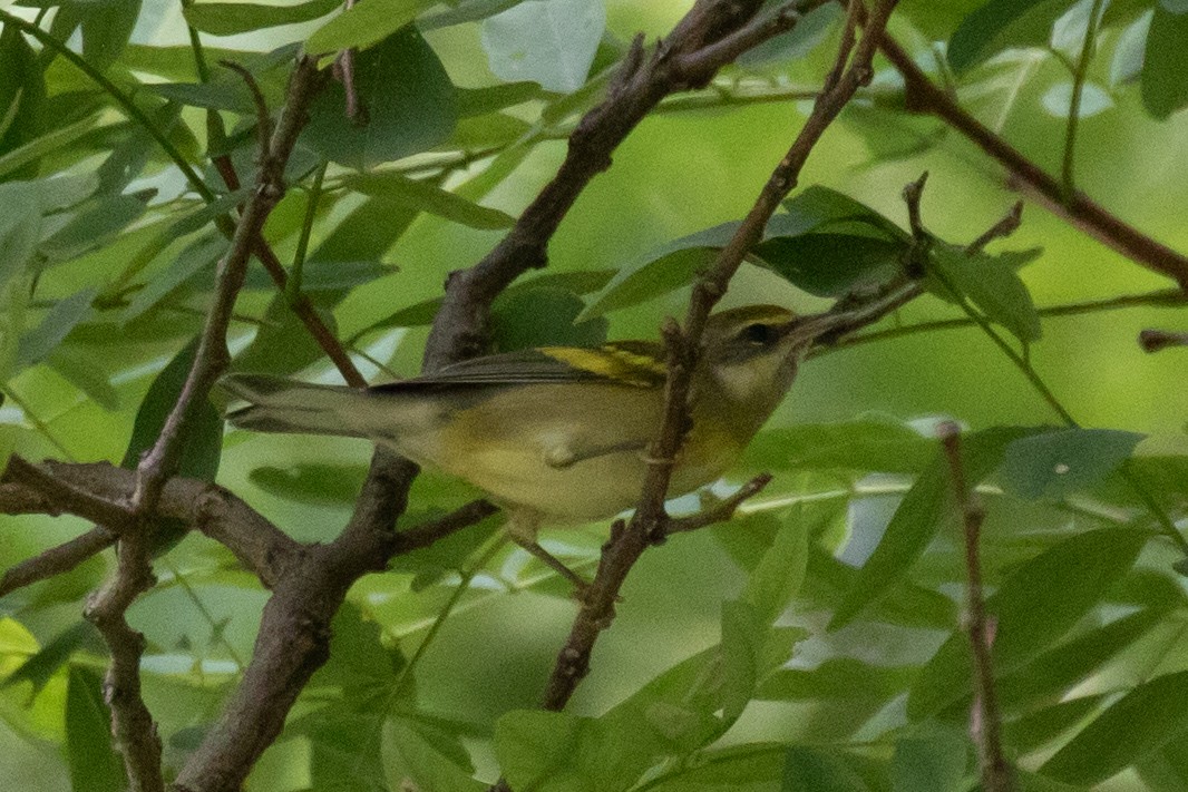 Lawrence's Warbler (hybrid) - ML623732435