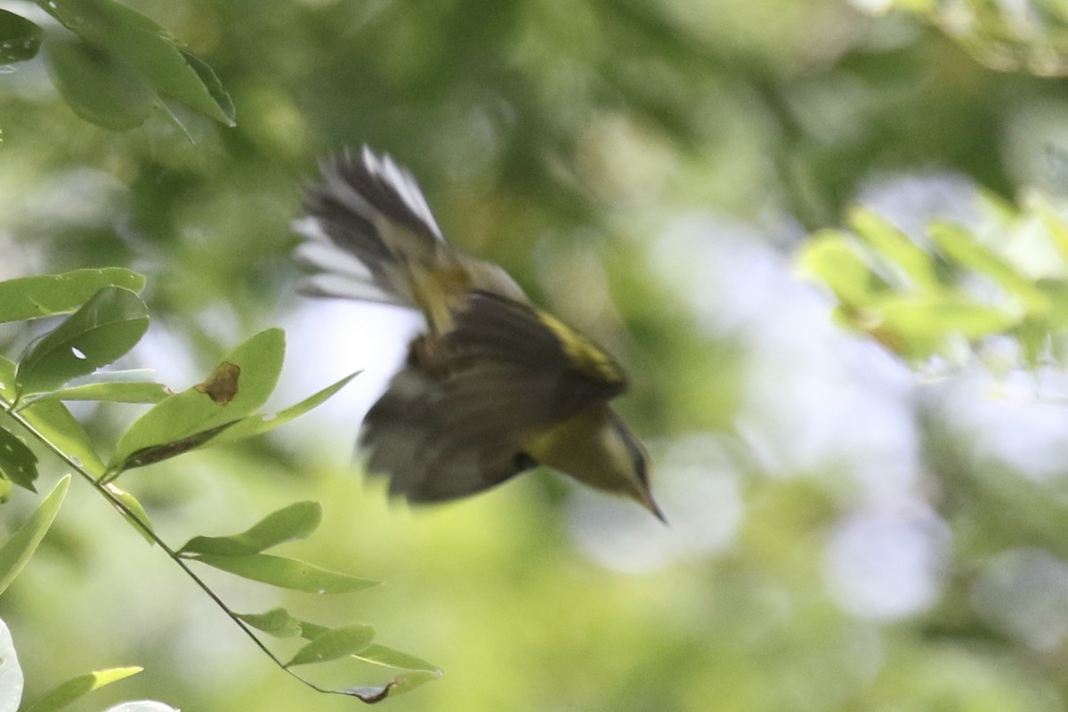 Lawrence's Warbler (hybrid) - ML623732436