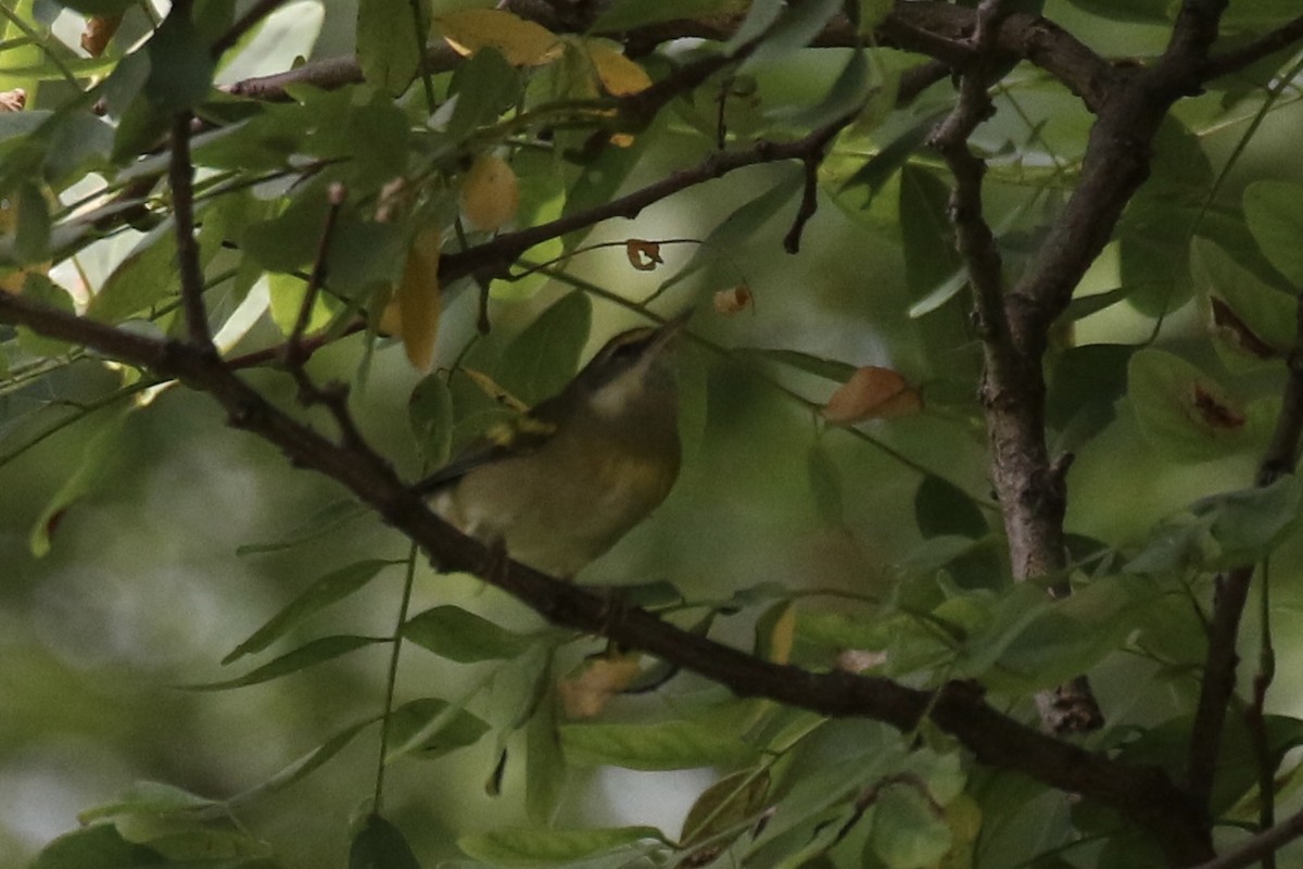 Lawrence's Warbler (hybrid) - ML623732437