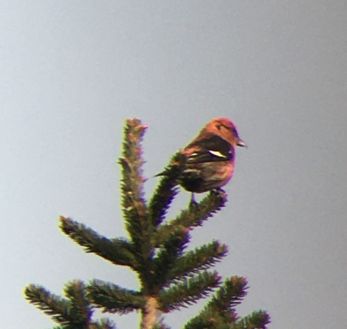 White-winged Crossbill - ML623732438