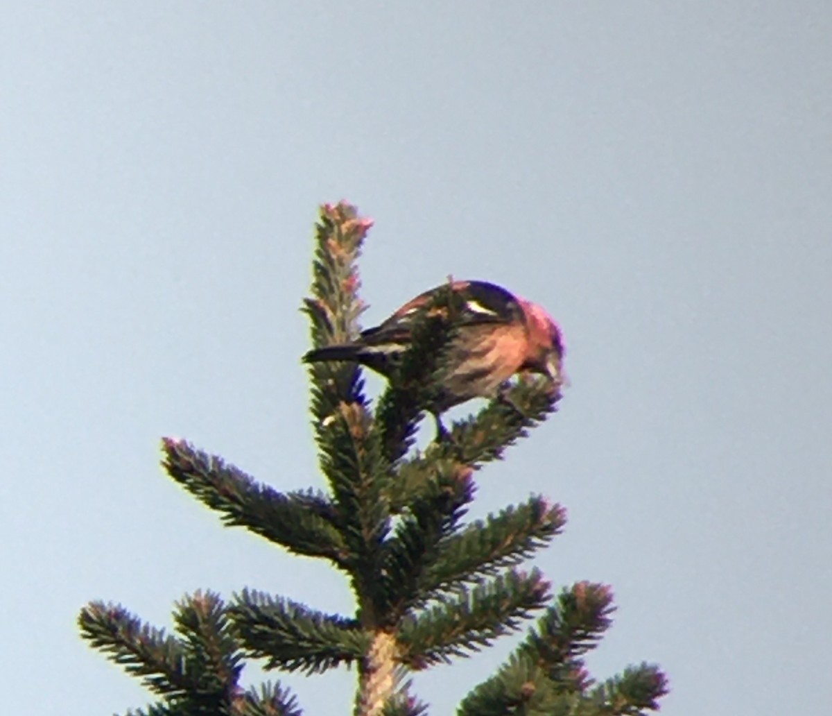 White-winged Crossbill - ML623732439