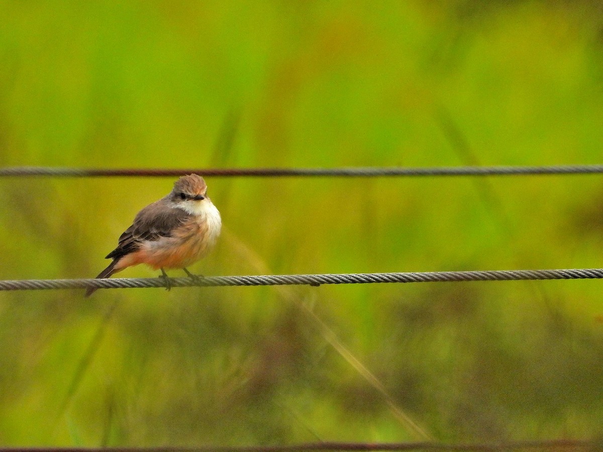 Vermilion Flycatcher - ML623732447