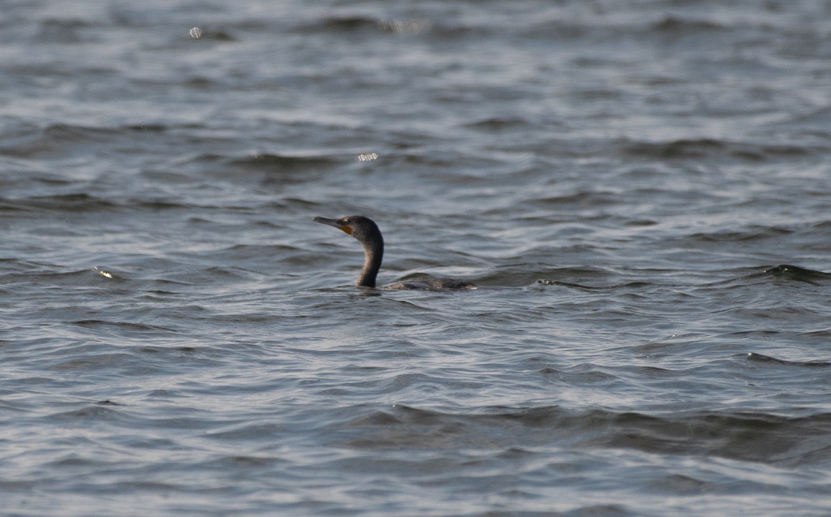 Double-crested Cormorant - ML623732450