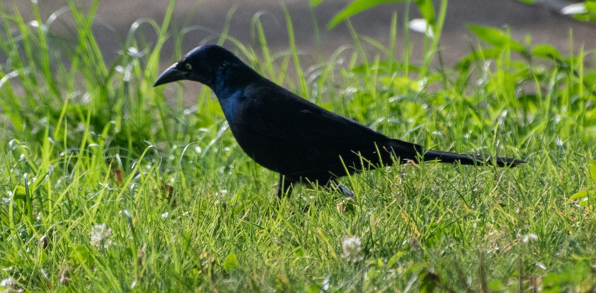 Common Grackle - Gregory Frostad