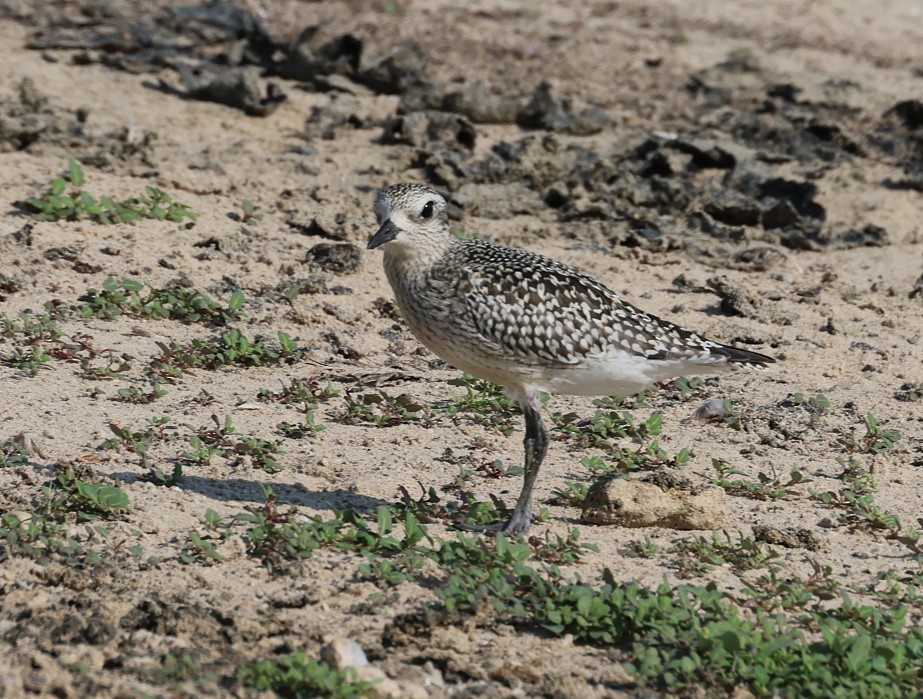 Black-bellied Plover - ML623732489