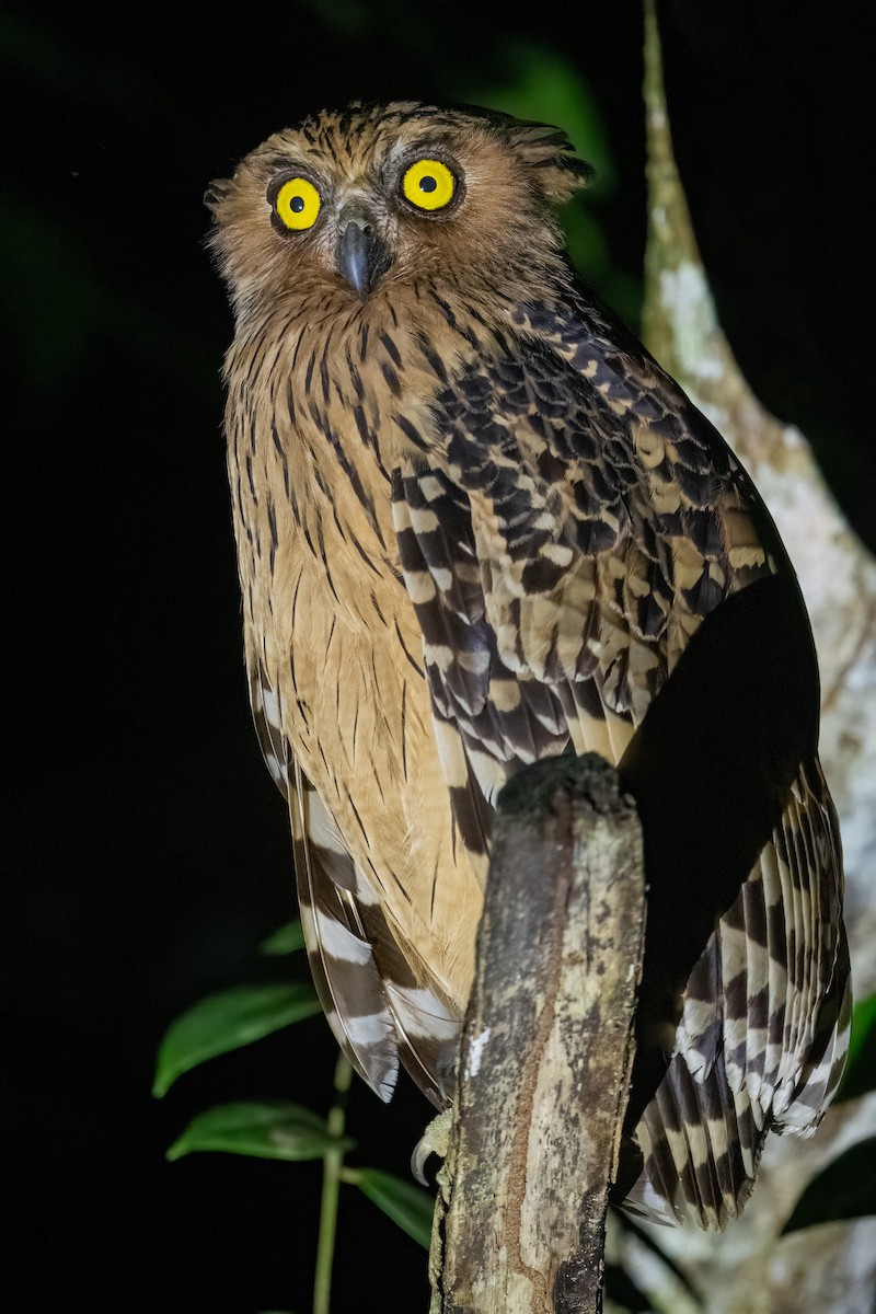 Buffy Fish-Owl - ML623732513