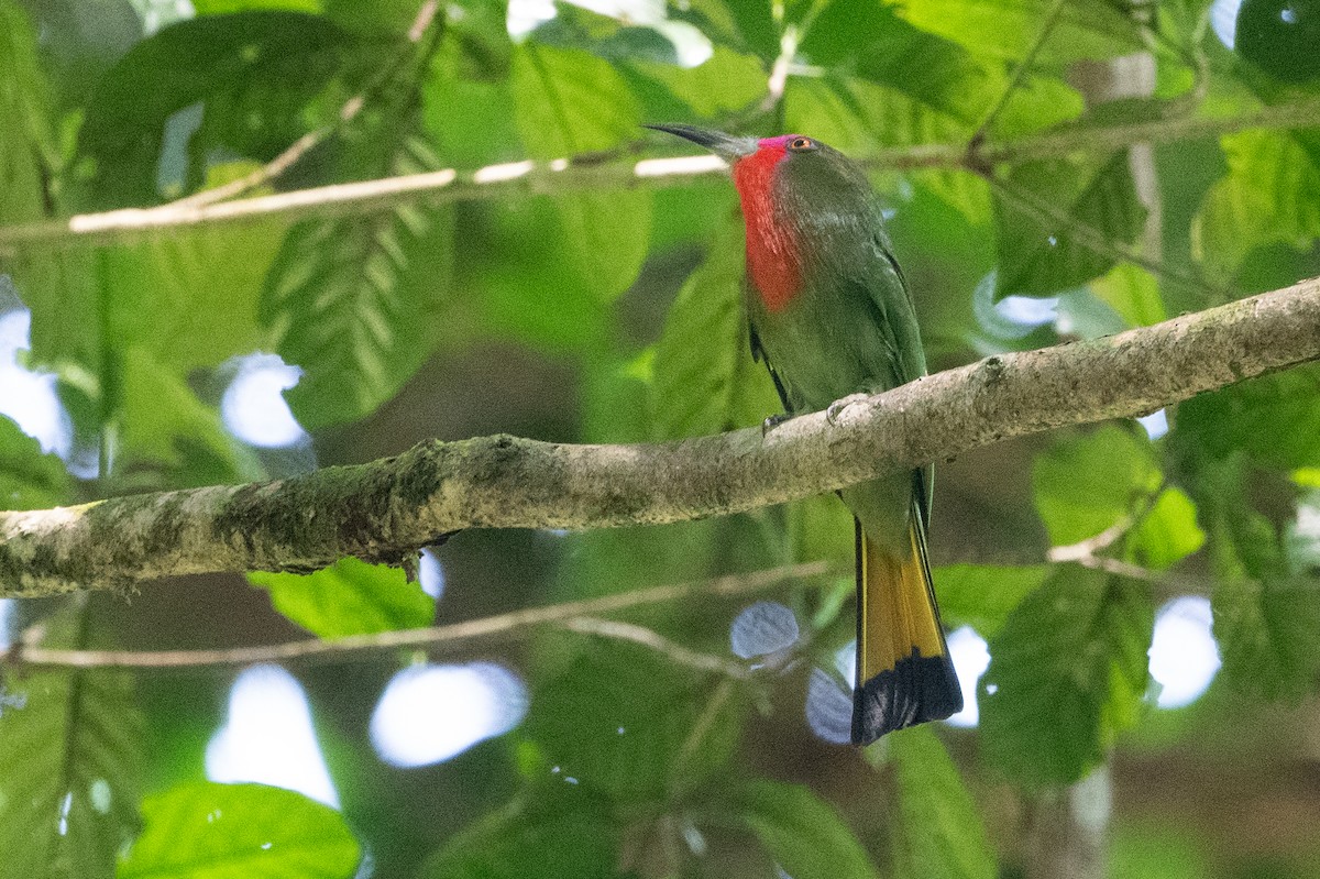 Red-bearded Bee-eater - ML623732552