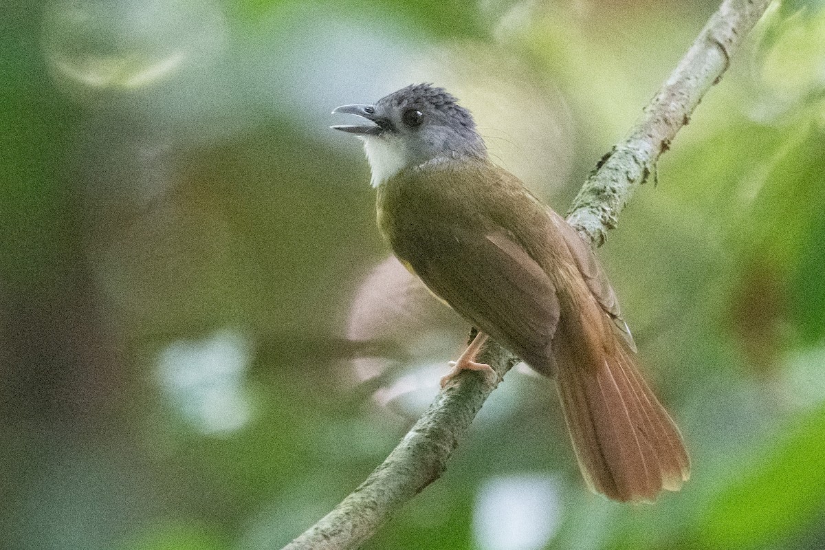 Yellow-bellied Bulbul - ML623732571