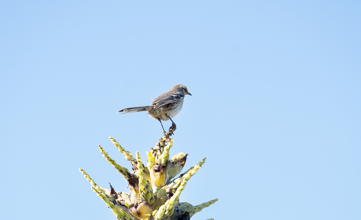 Chilean Mockingbird - ML623732584