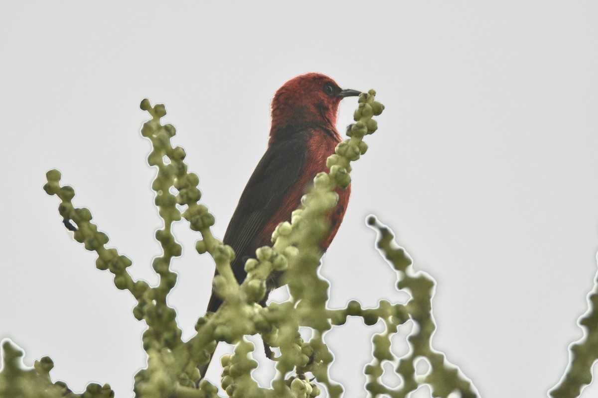 Micronesian Myzomela - ML623732596