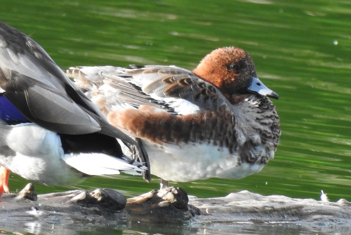 Eurasian Wigeon - ML623732597