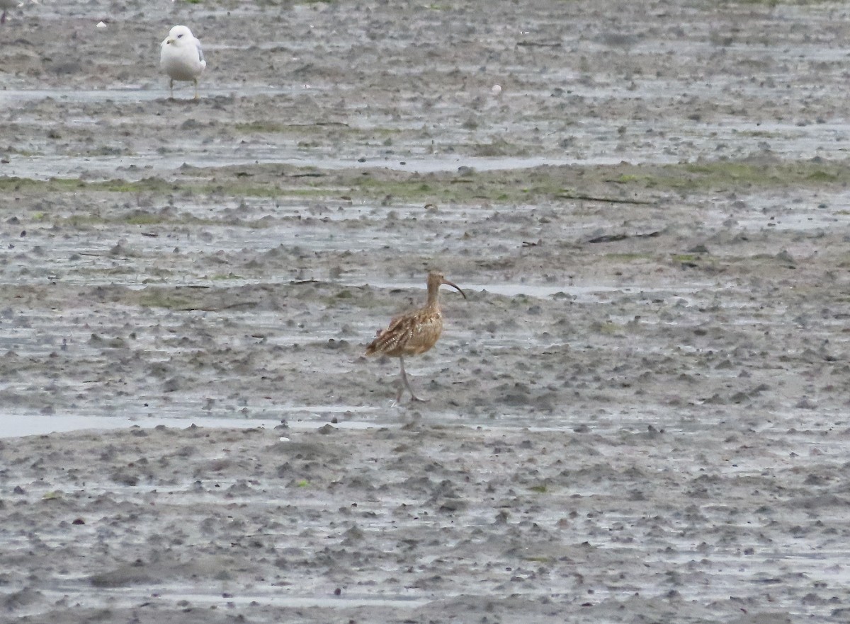 Long-billed Curlew - Nancy & Bill LaFramboise