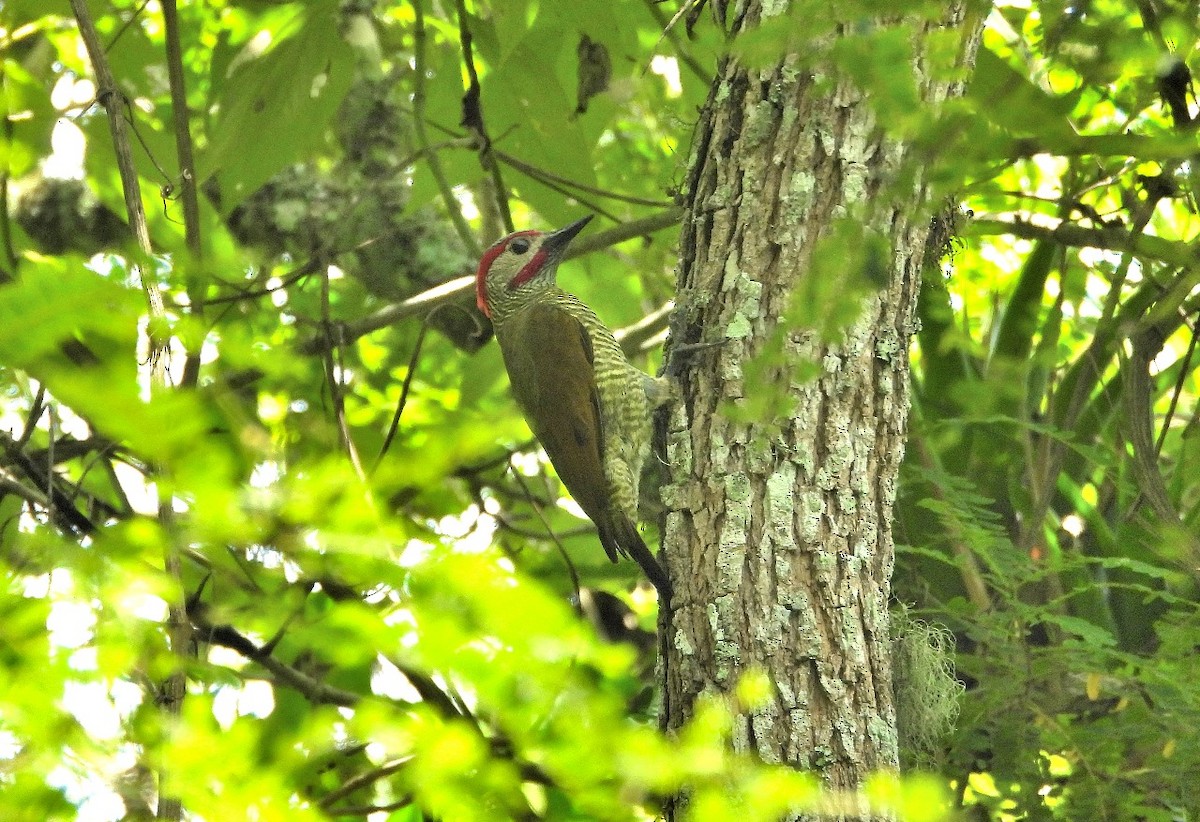 Golden-olive Woodpecker - Karina Garduño