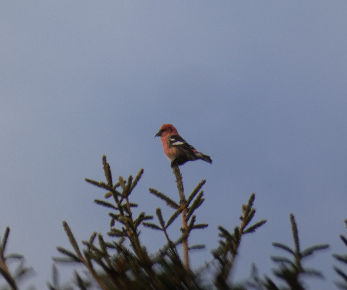 White-winged Crossbill - ML623732616