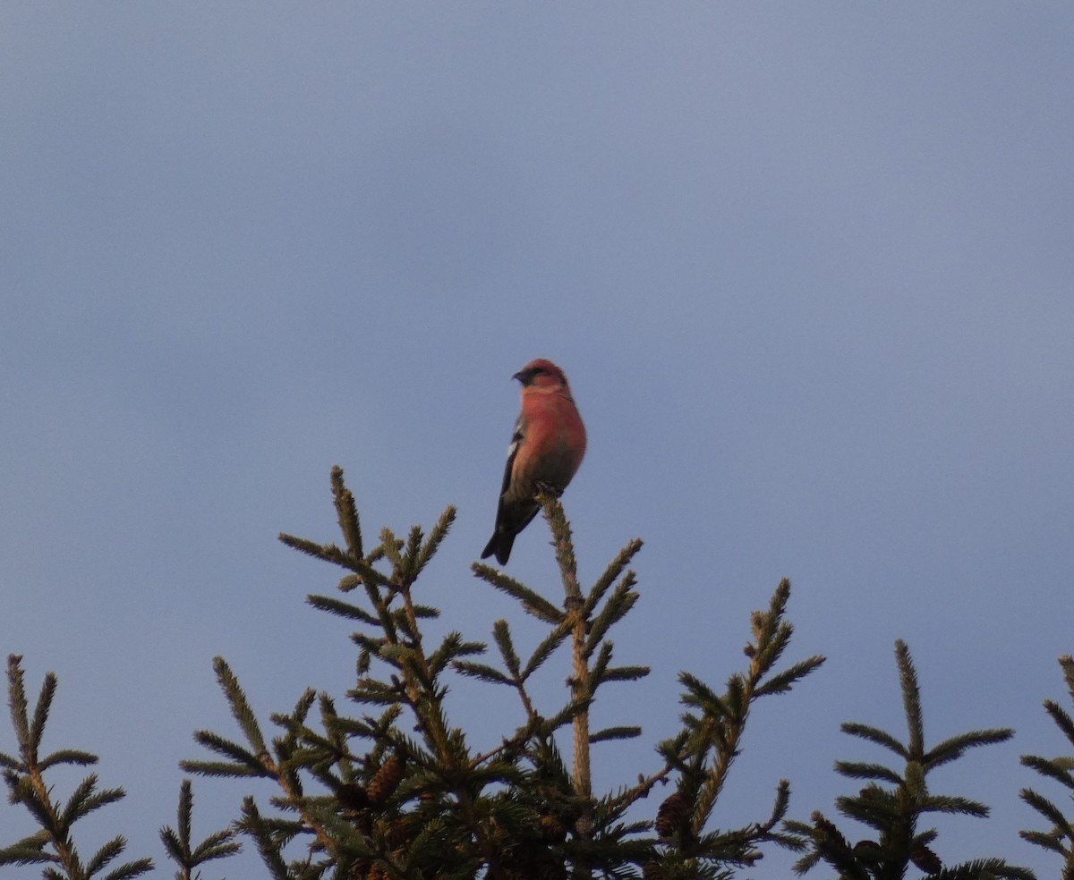 White-winged Crossbill - ML623732617