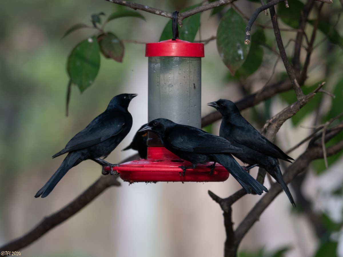 Tawny-shouldered Blackbird - T I