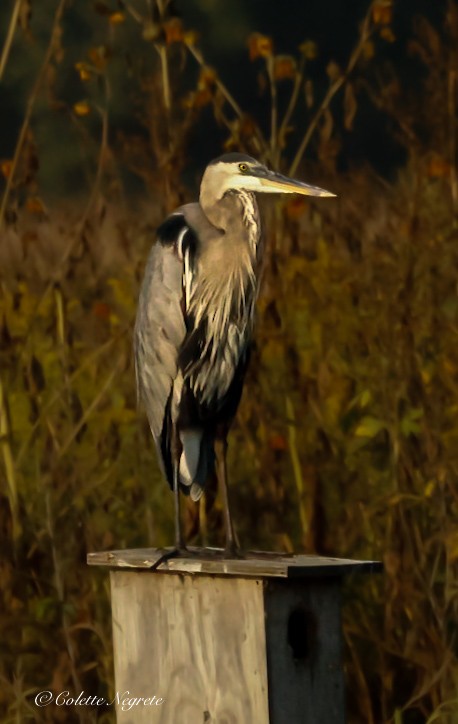 Great Blue Heron - ML623732660