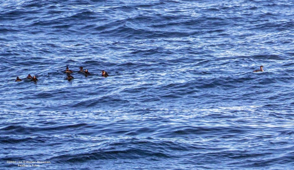 Red-necked Grebe - ML623732712