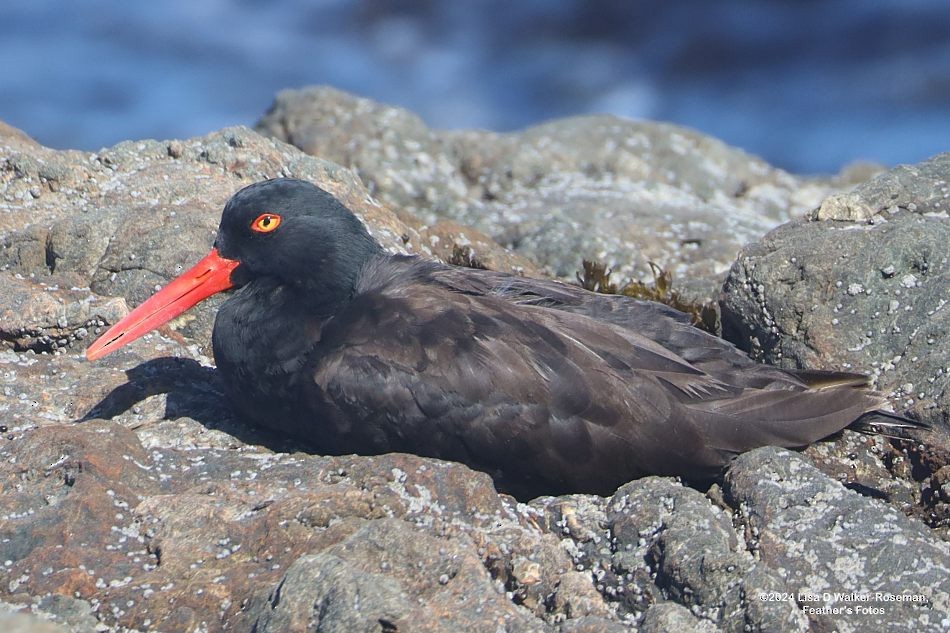 Black Oystercatcher - ML623732729