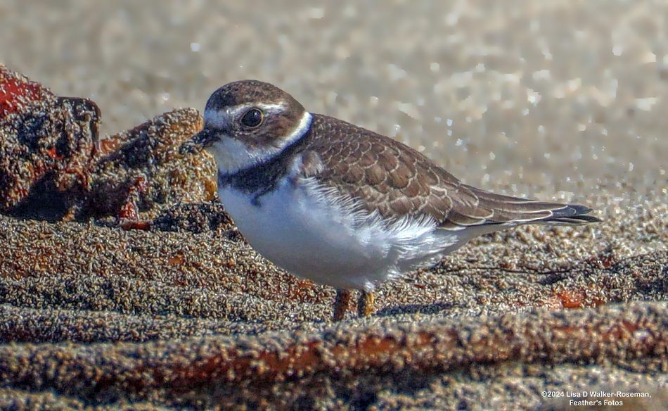 Semipalmated Plover - ML623732741