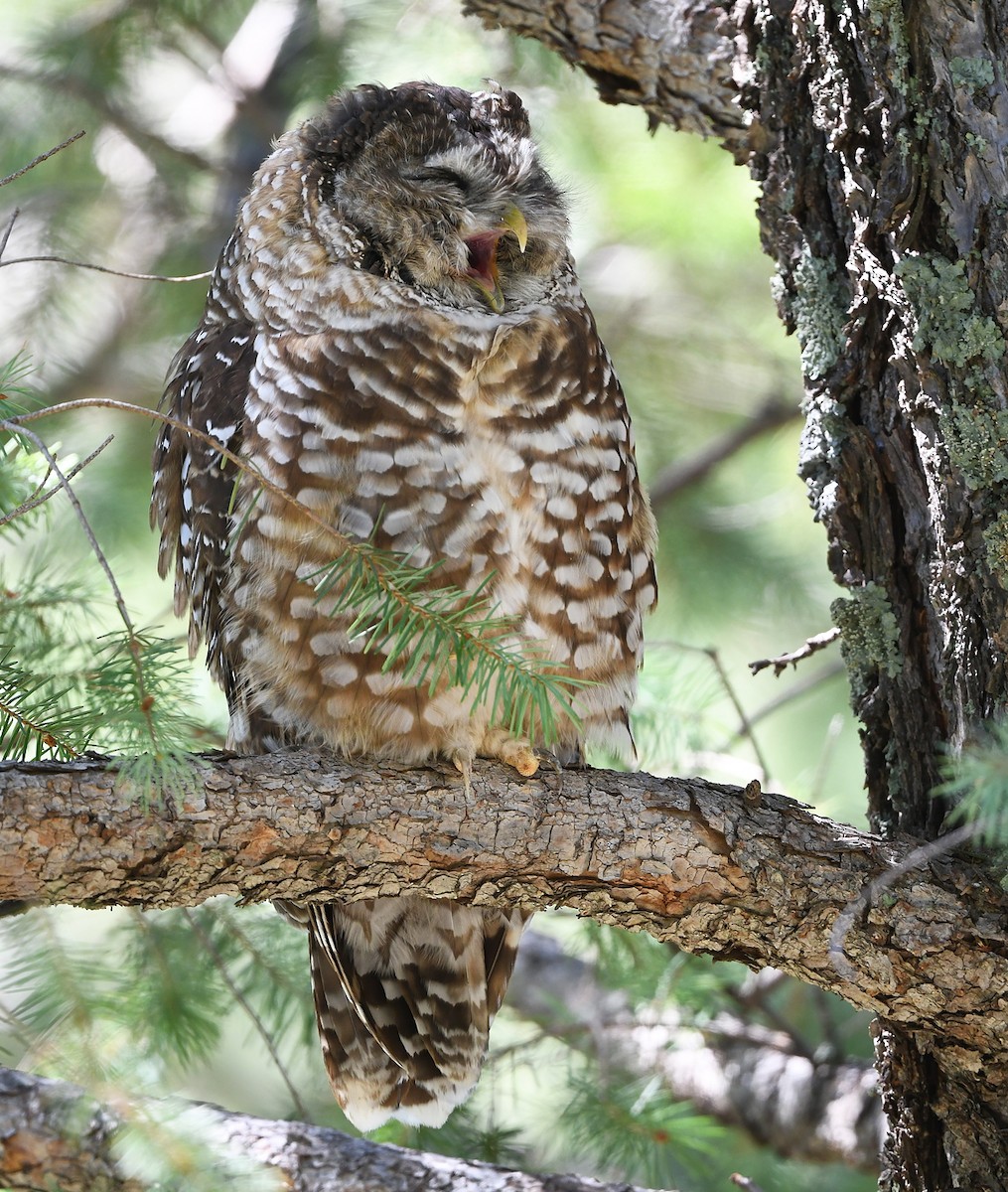 Spotted Owl (Mexican) - ML623732743