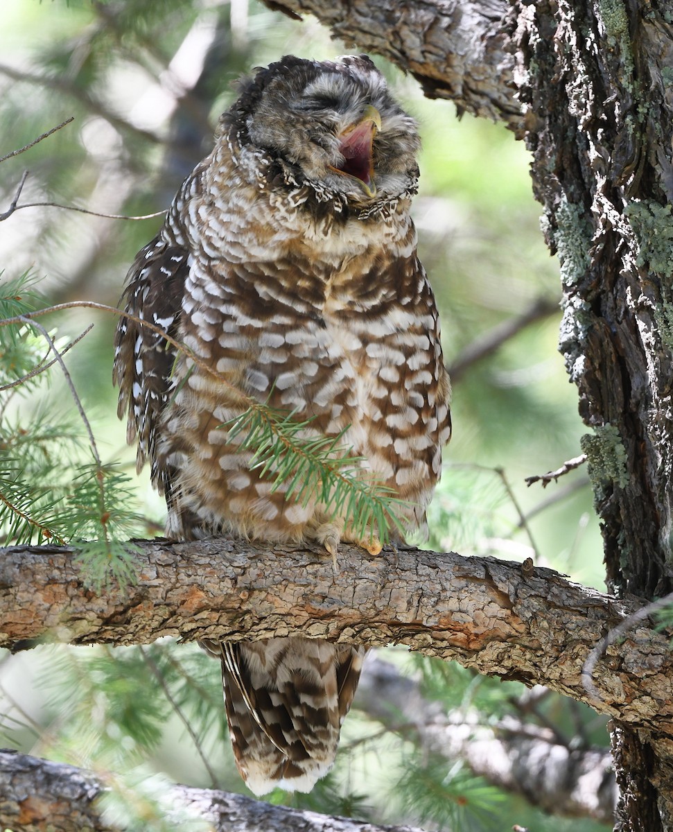 Spotted Owl (Mexican) - ML623732744