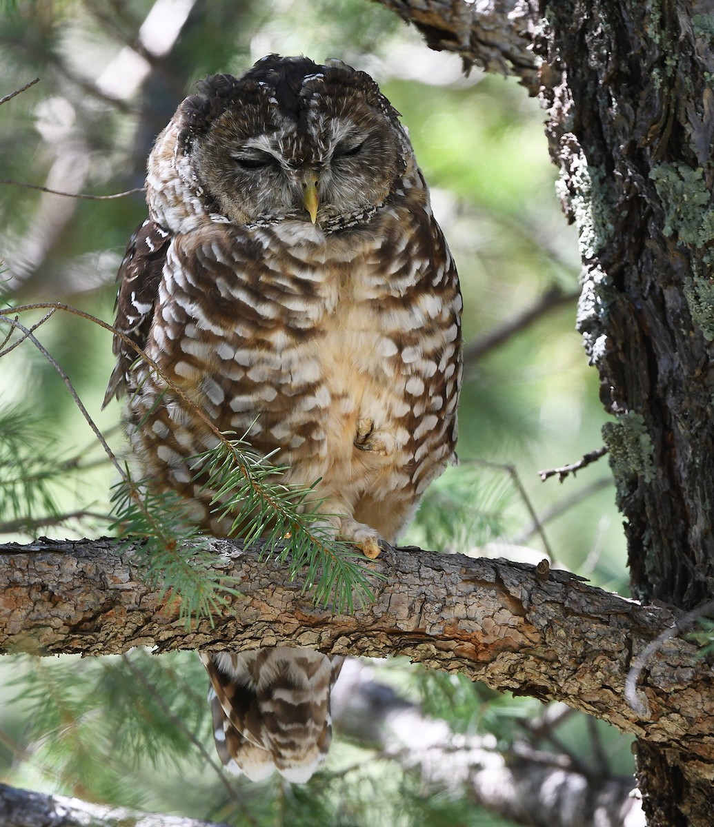 Spotted Owl (Mexican) - ML623732745