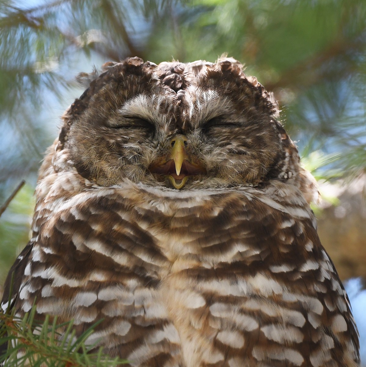 Spotted Owl (Mexican) - ML623732746