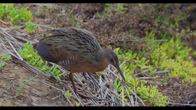 Ridgway's Rail - ML623732759
