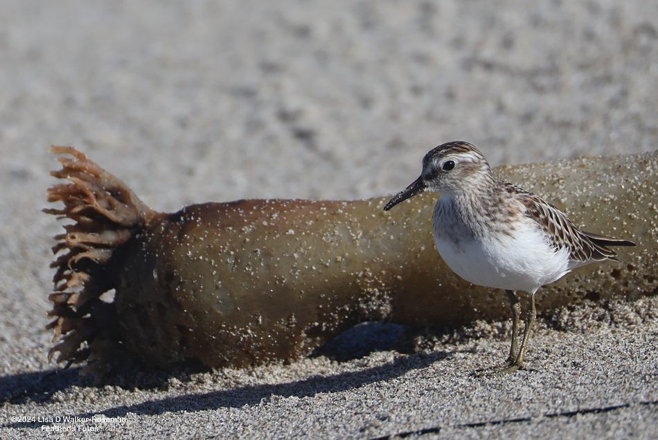 Least Sandpiper - ML623732763