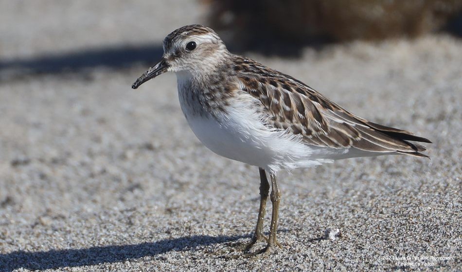 Least Sandpiper - ML623732764