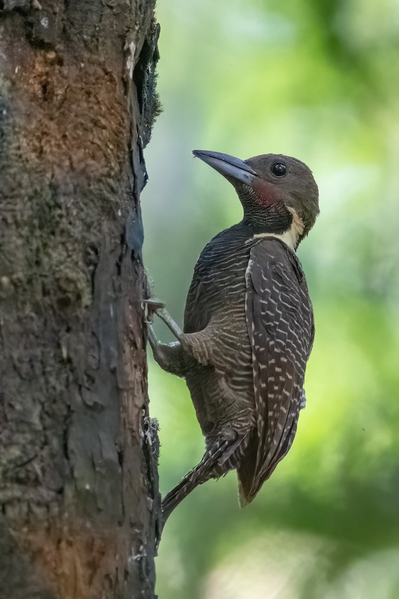 Buff-necked Woodpecker - ML623732767