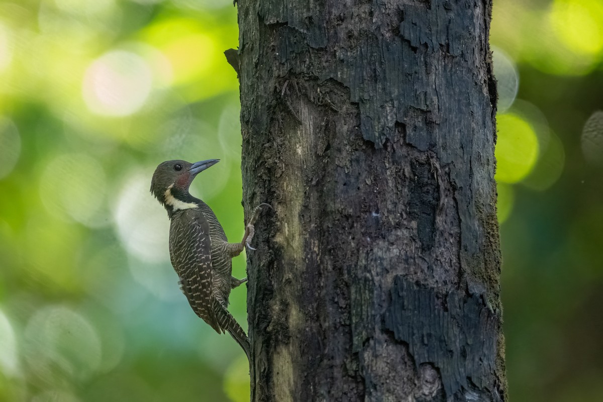 Buff-necked Woodpecker - ML623732791