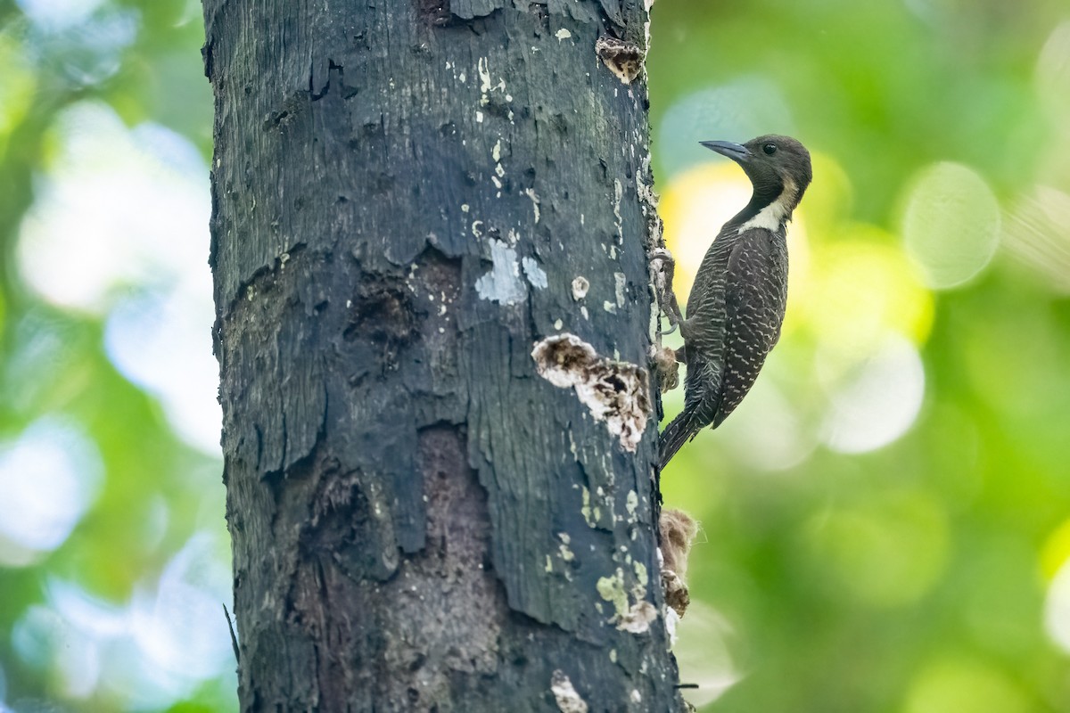 Buff-necked Woodpecker - ML623732792