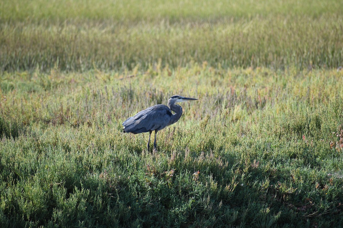 Garza Azulada - ML623732805